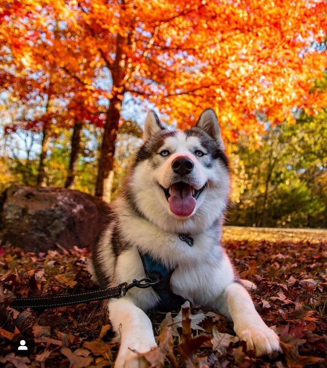 fall dog 2.jpg