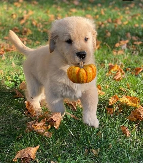 fall dog 2.jpg