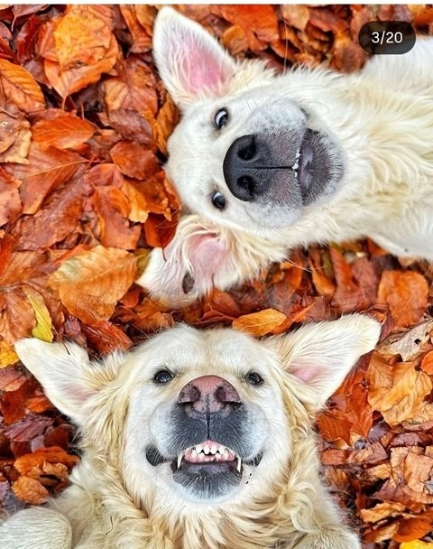 fall dog 3.jpg