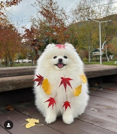fall dog 4.jpg
