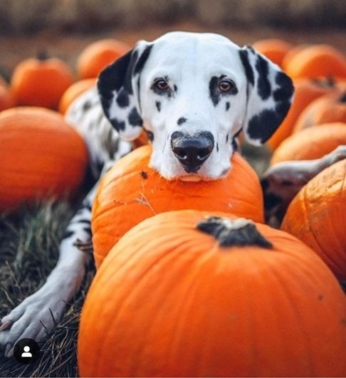 fall dog 5.jpg