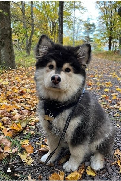 fall dog 6.jpg