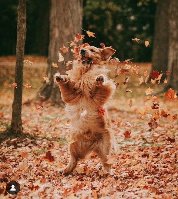 fall dog 7.jpg