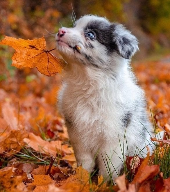 fall dog 8.jpg