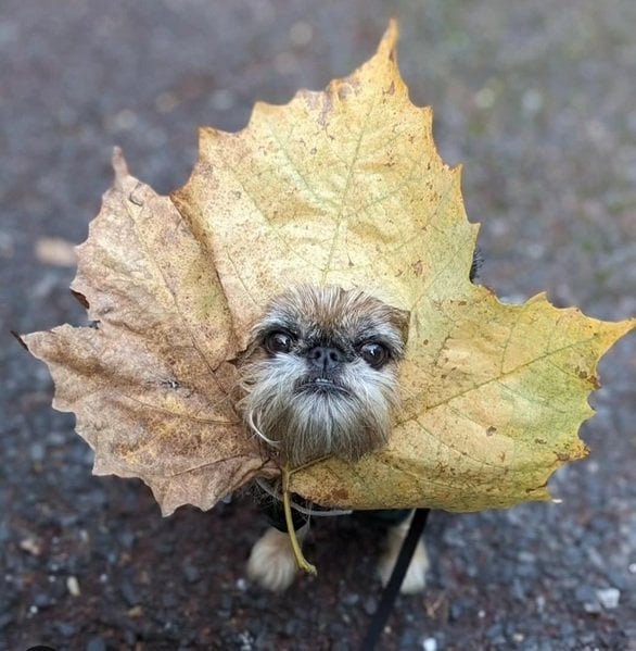fall dog 9.jpg