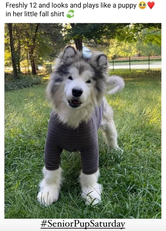 fall dog.jpg