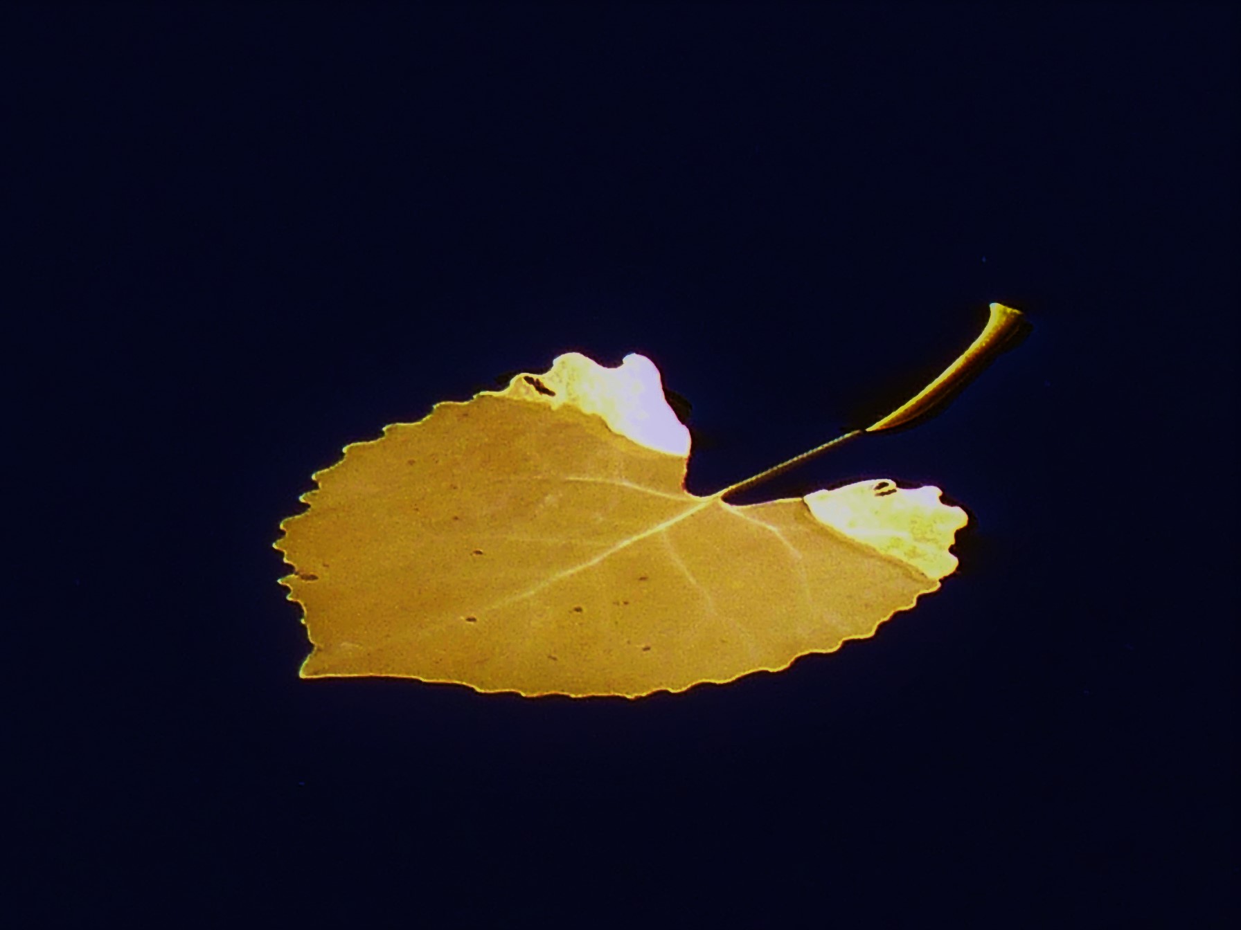 Fall Leaf.jpg