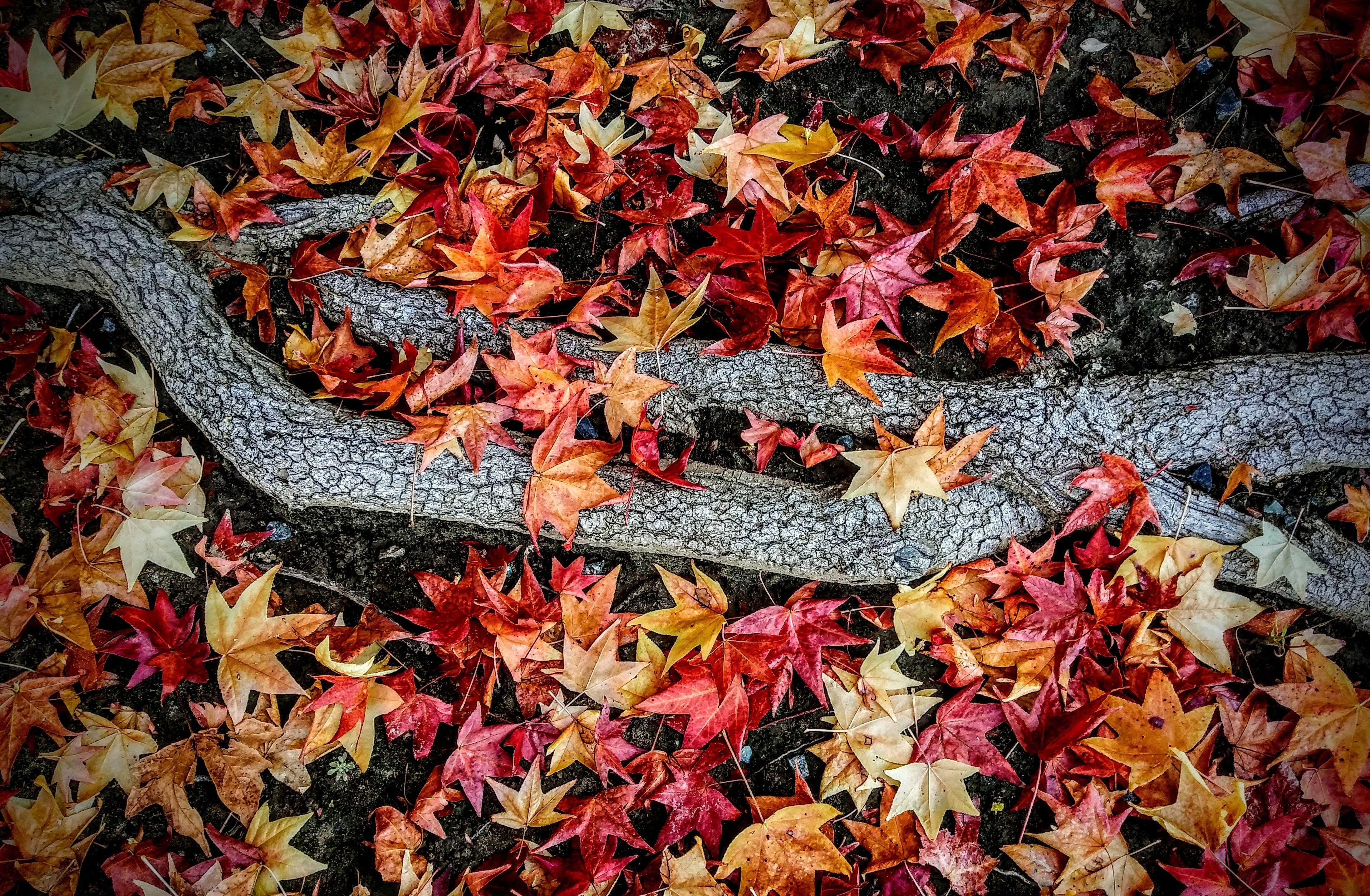 Fall Leaves.jpg