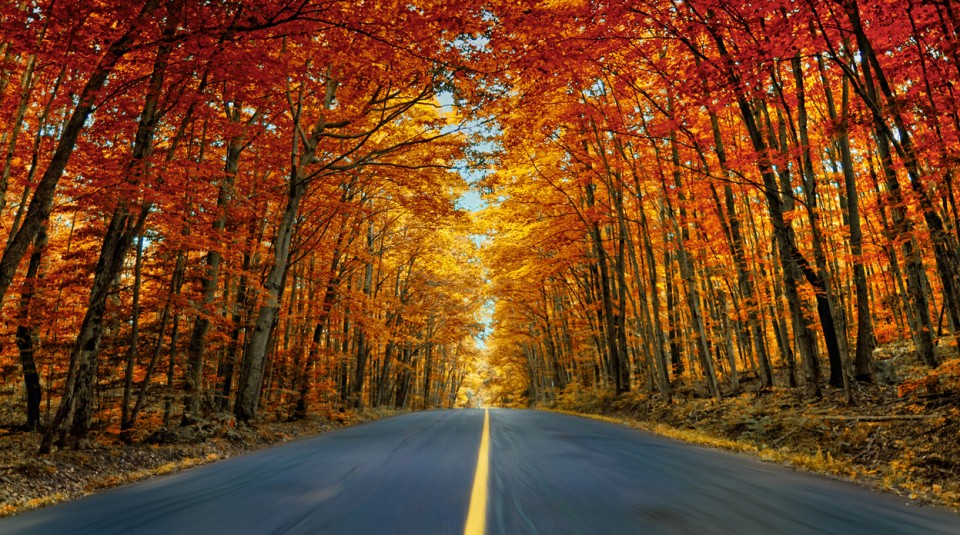 Fall-leaves-road.jpg
