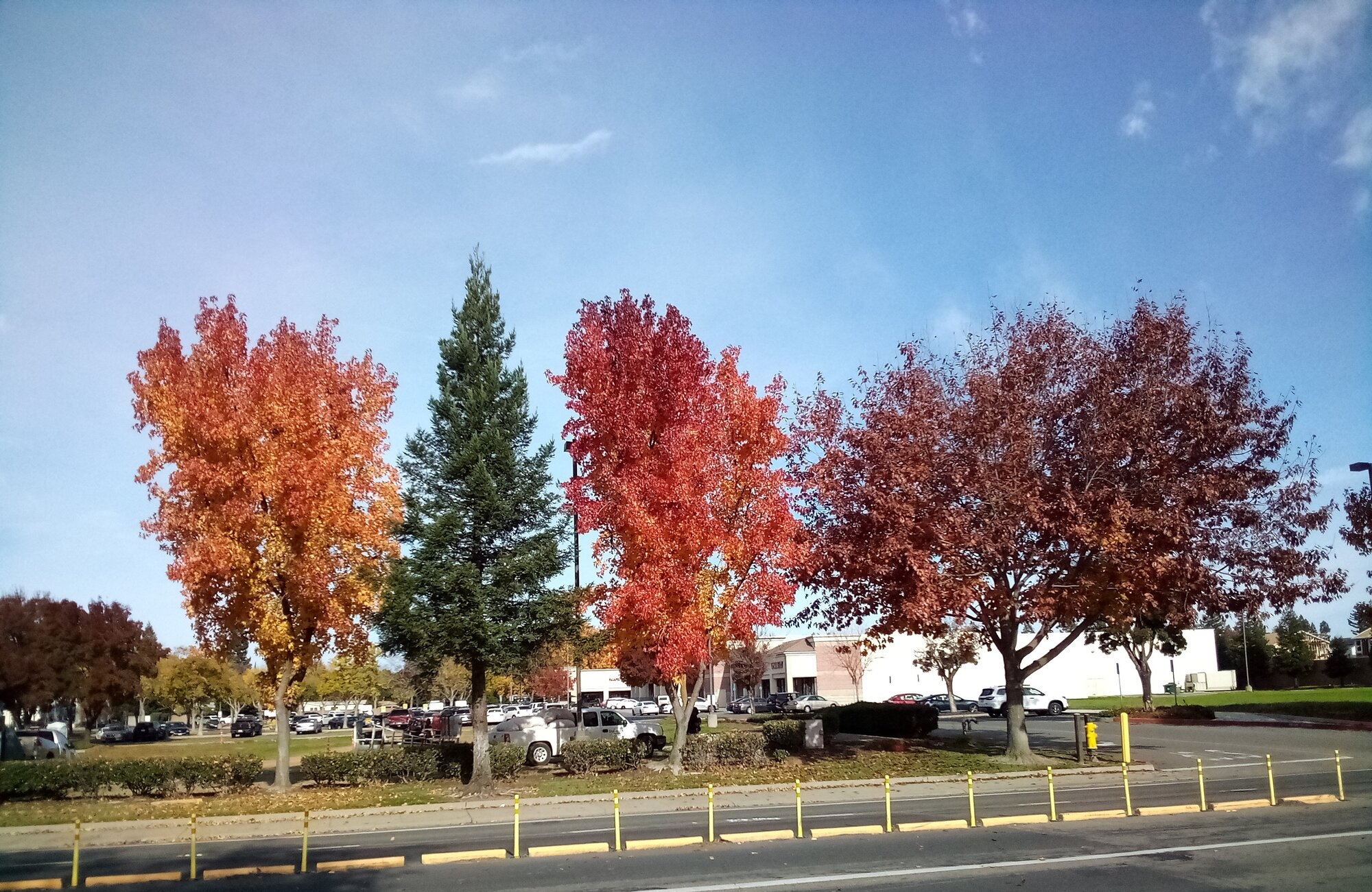 Fall Picture - 12-3-2025.jpg