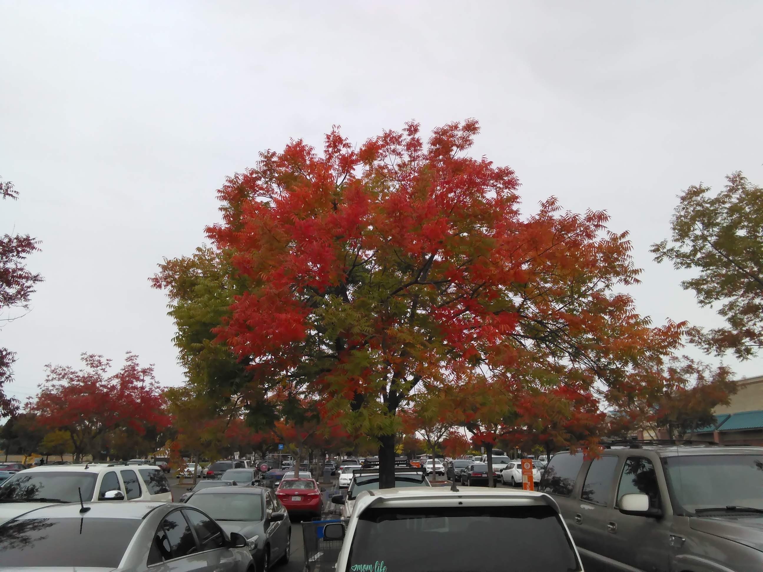 Fall Tree - 10-20-2021.jpg