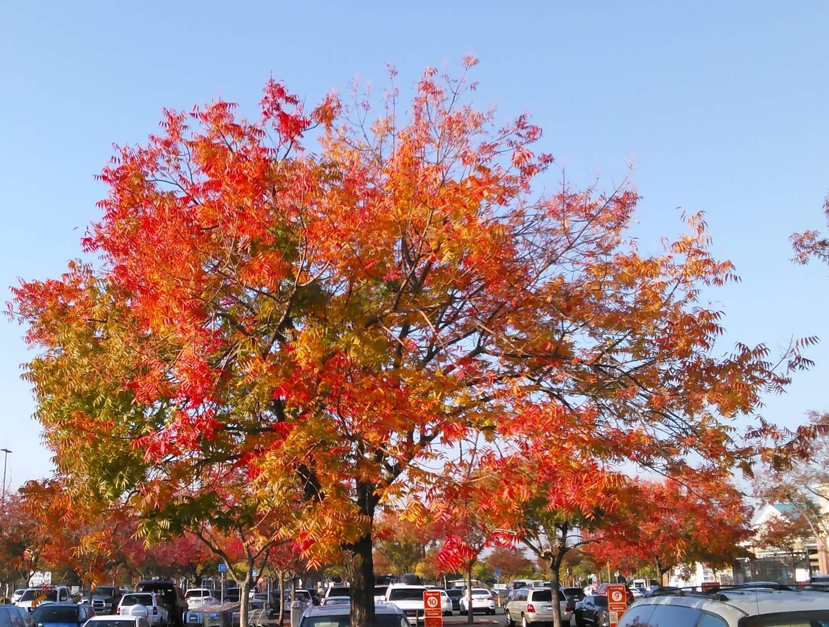 Fall Tree - 10-28-2021.jpg