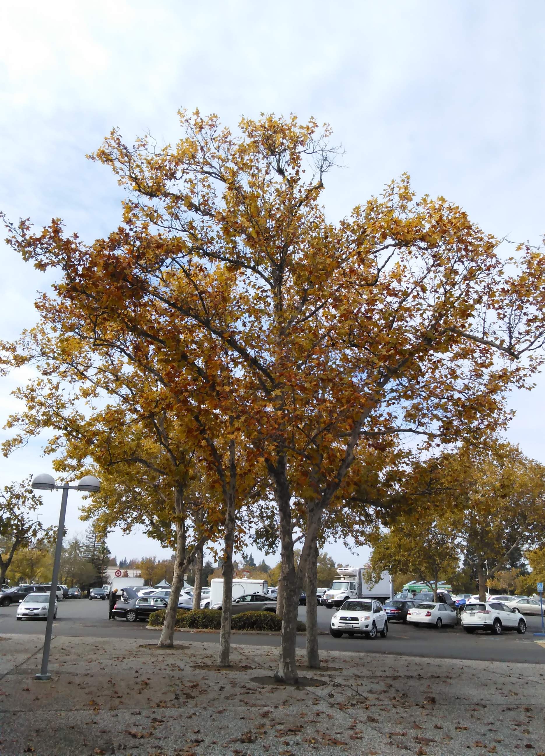 Fall Tree 2.jpg