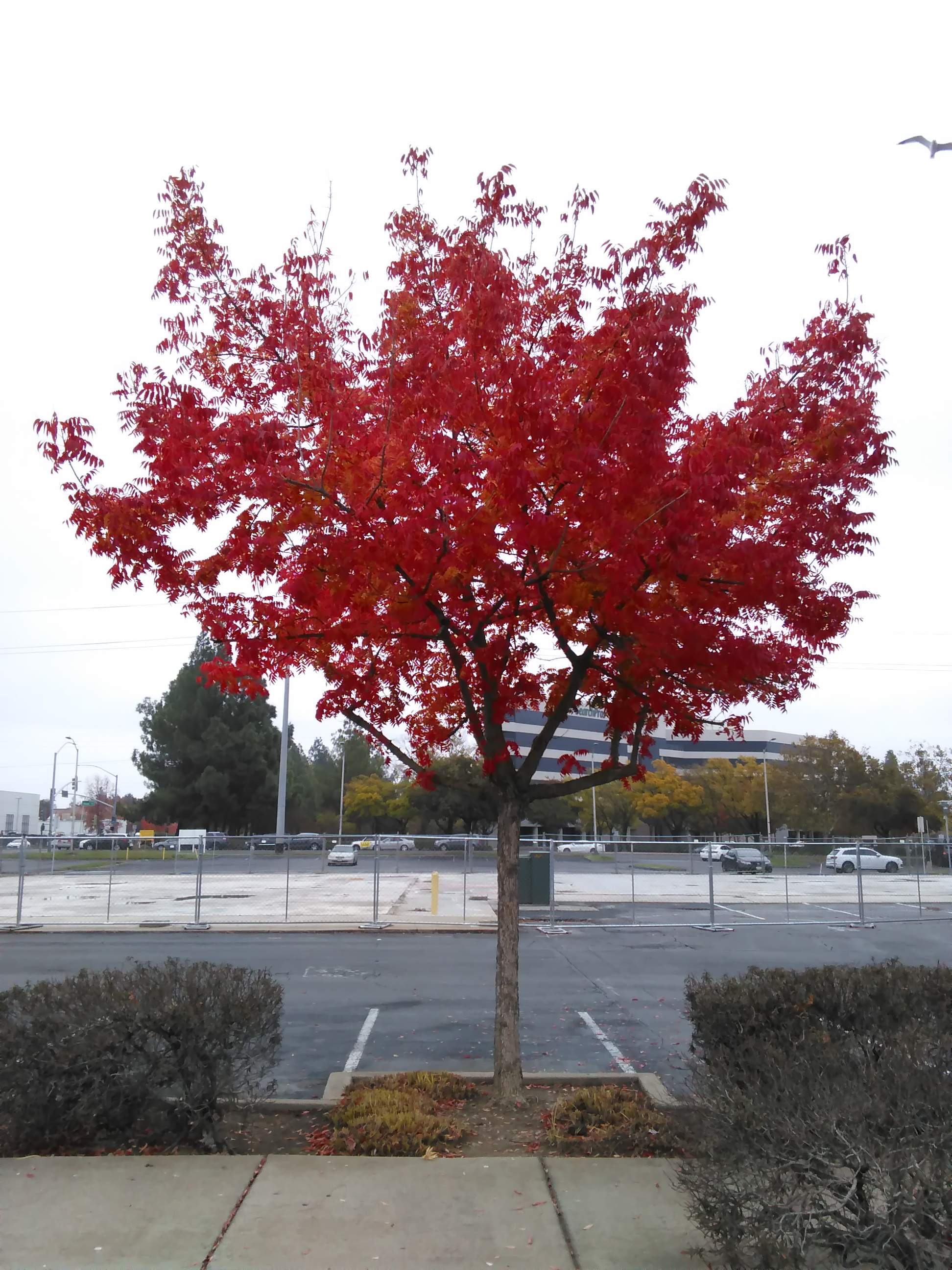 Fall Tree.jpg
