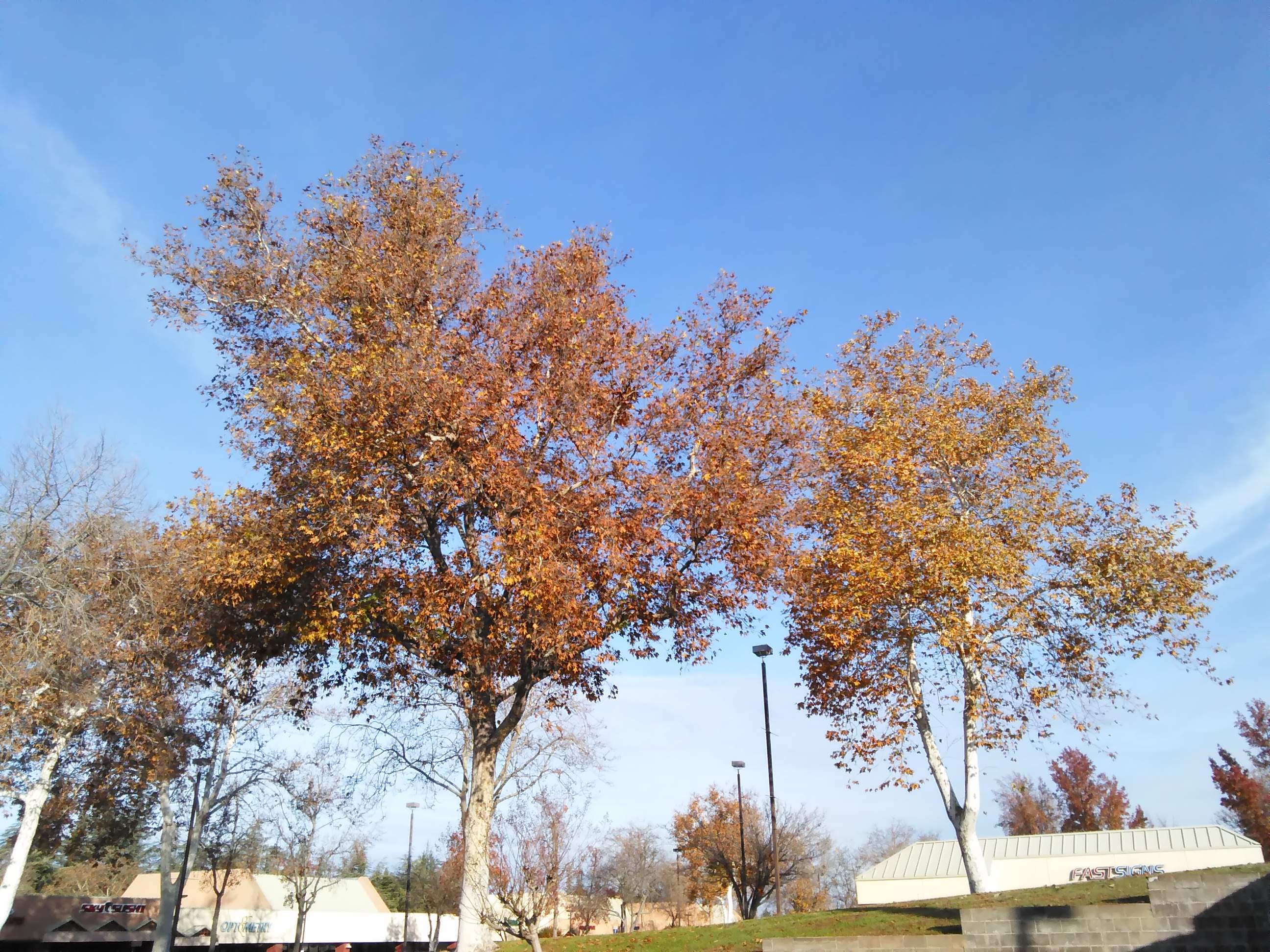 Fall Trees 1 - 12-15-2020.jpg