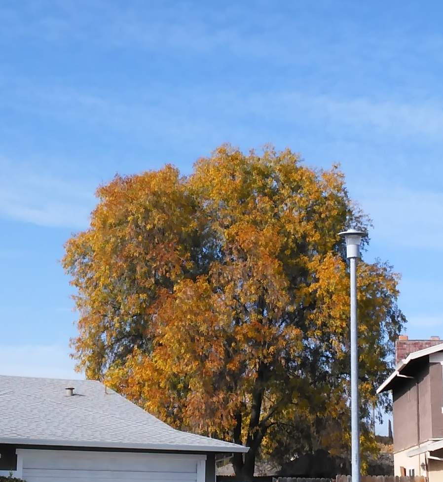 Fall Trees - 12-11-2020.jpg