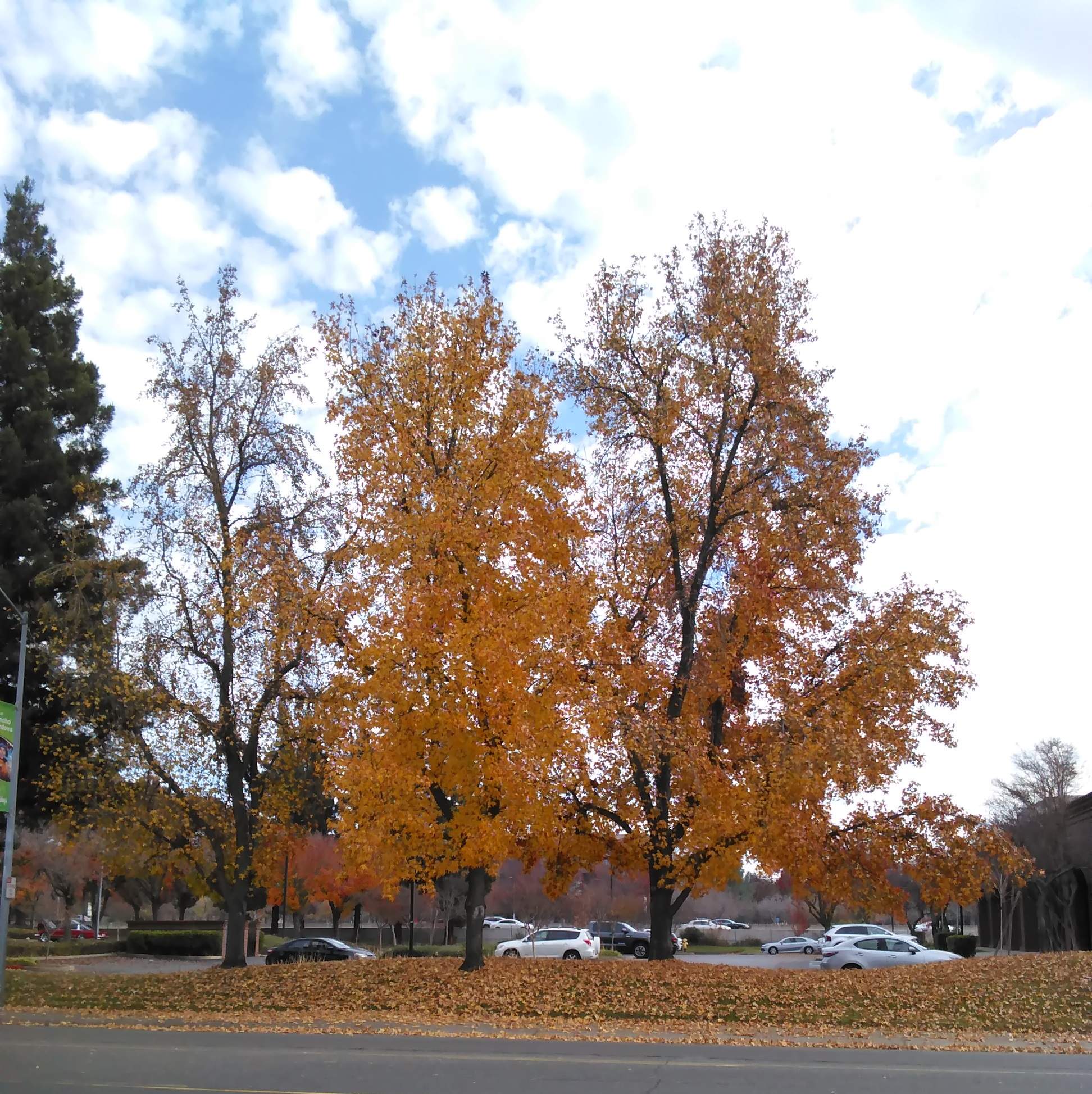 Fall Trees - 12-5-2020.jpg