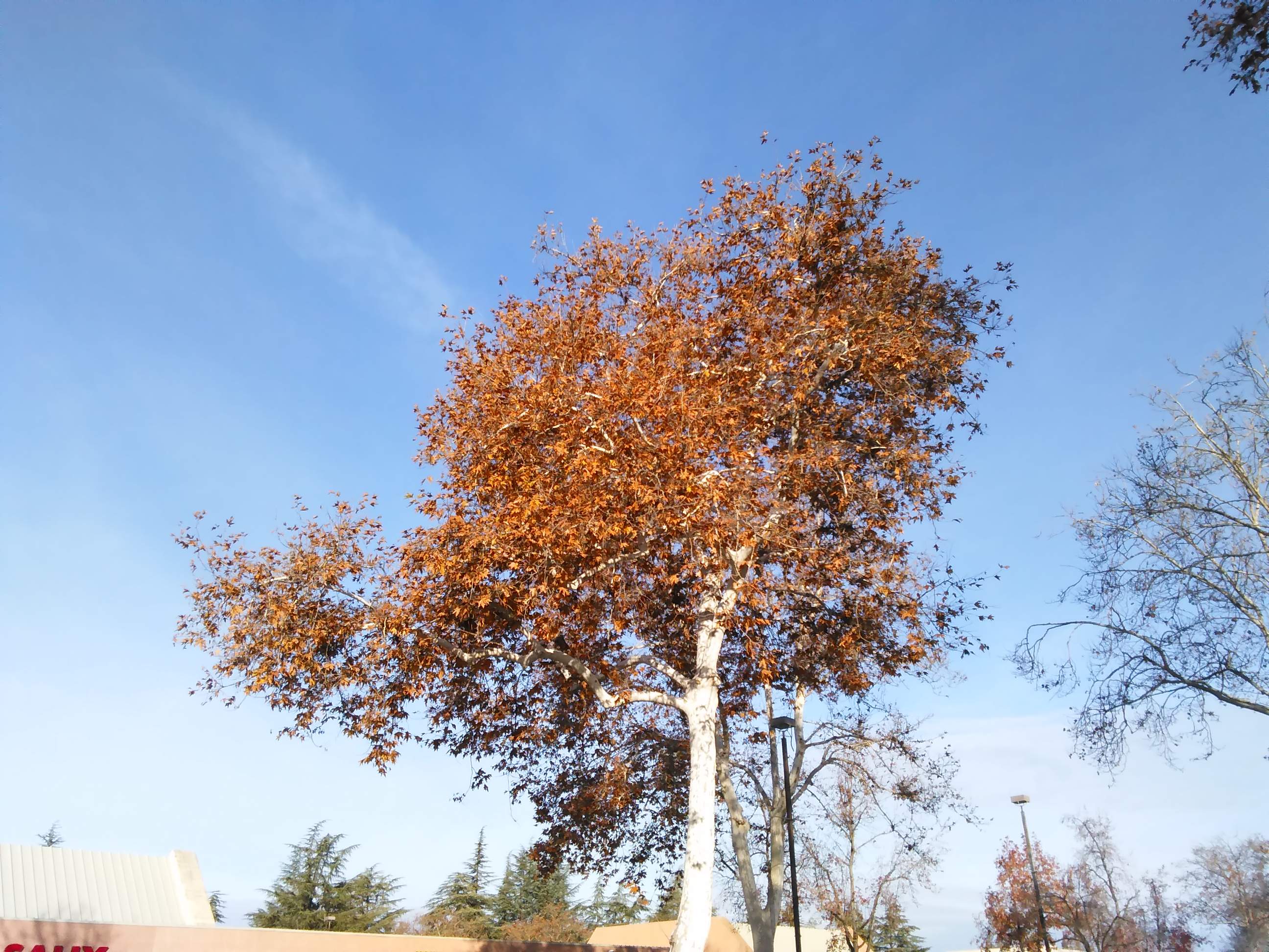 Fall Trees 2 - 12-15-2020.jpg