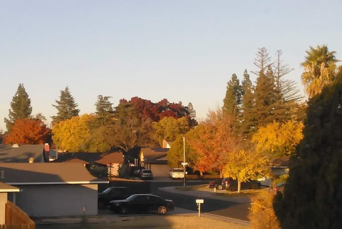 Fall trees from my window - 11-23-2022.jpg