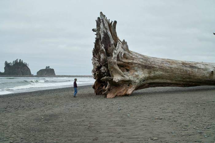 fallen-tree.jpg