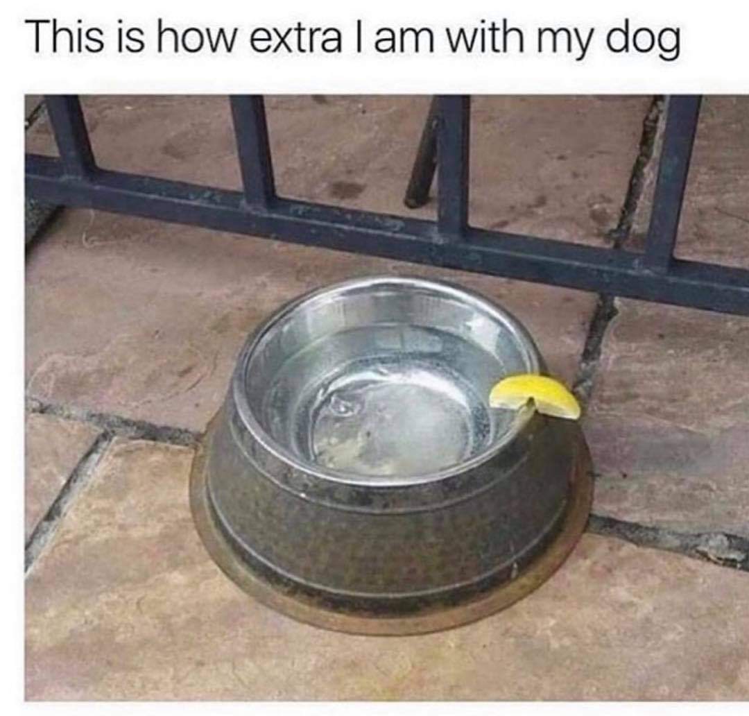 fancy dog dish.jpg