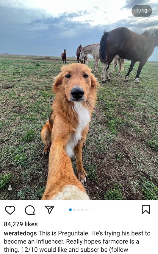 farm dog.jpg