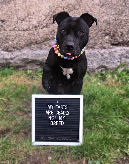 fart dog.jpg