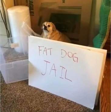 fat dog jail.jpg