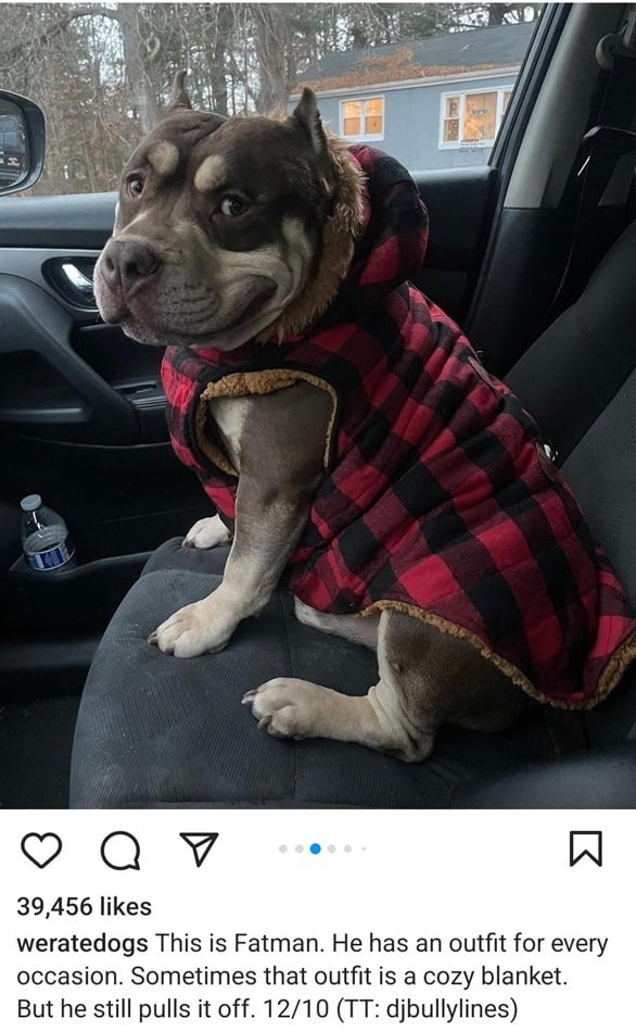fatman dog.jpg