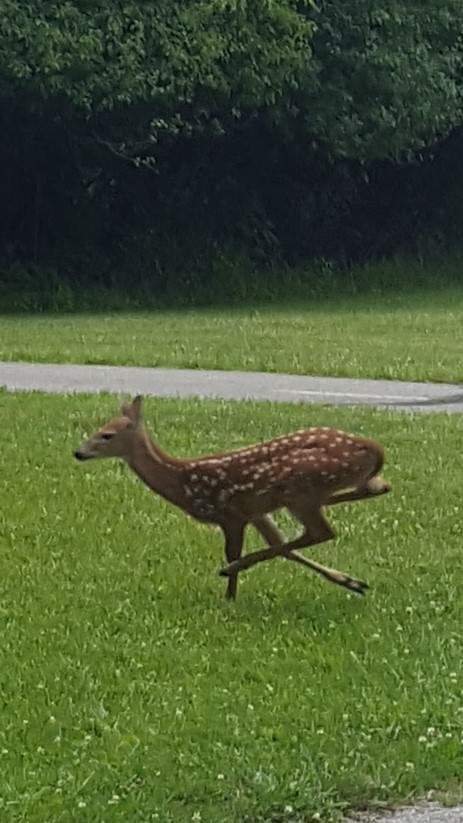 fawn (2).jpg