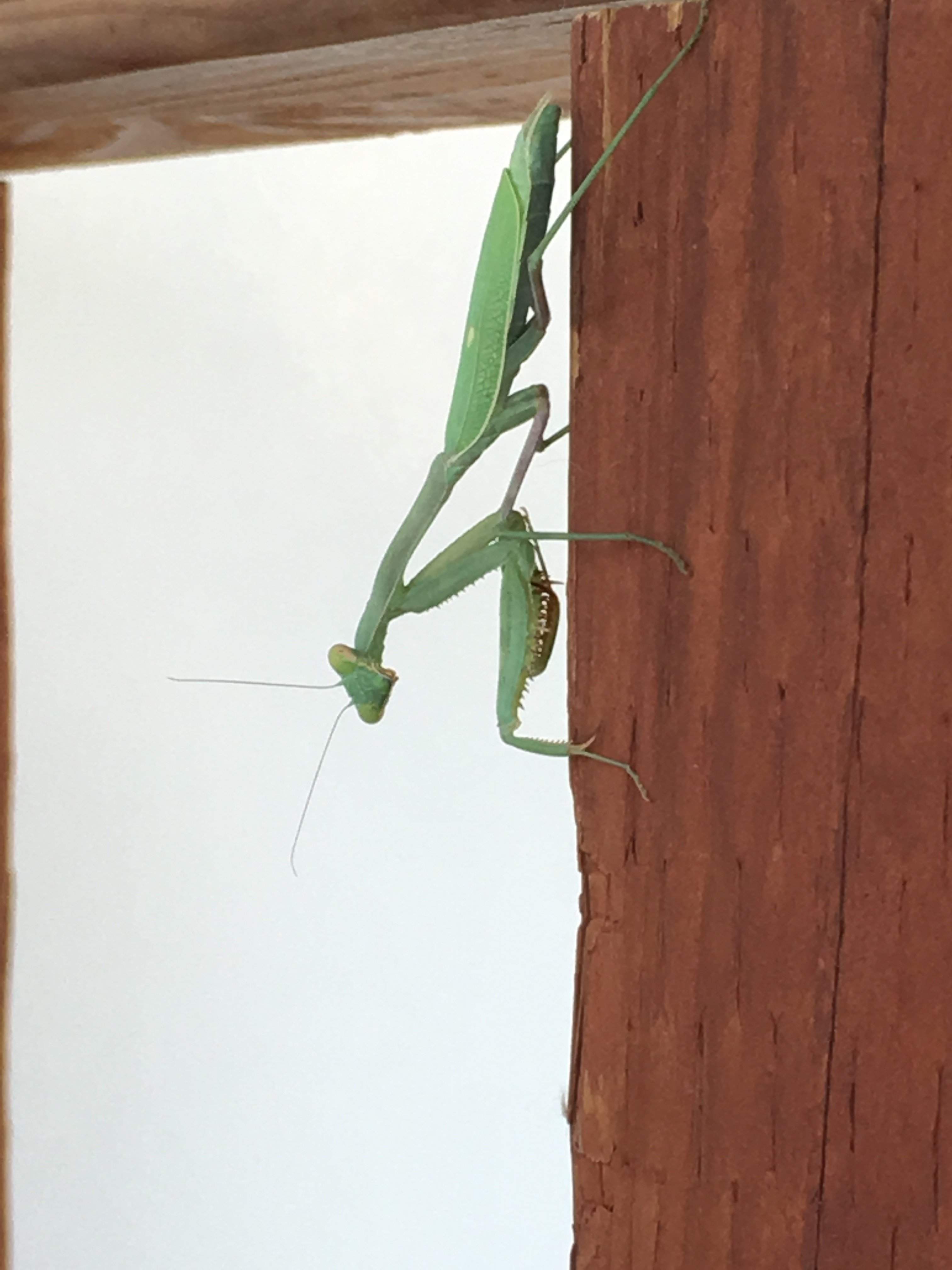 FE190938-92B4-41A5-AF85-285C1E817C51.jpeg