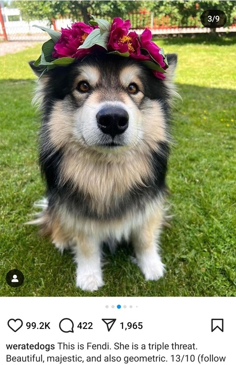 fendi dog.jpg