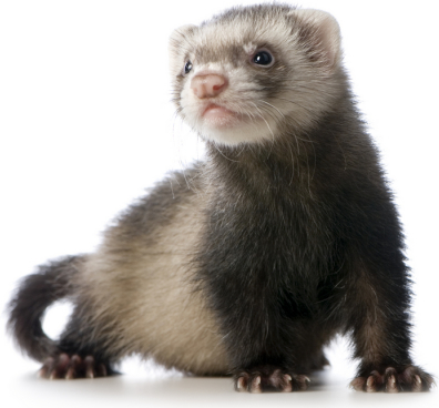 ferret.jpg