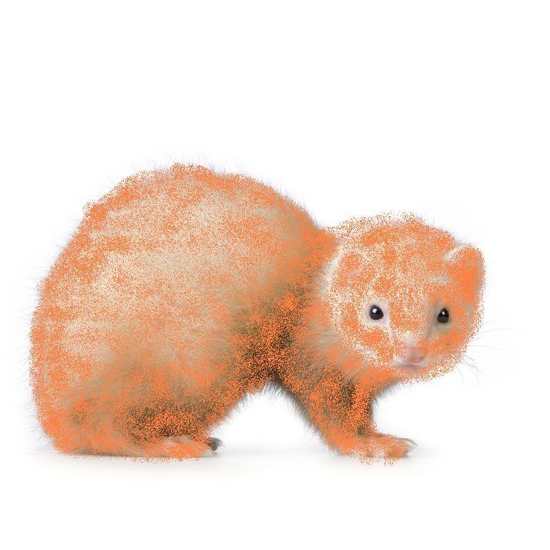 ferret1.jpg