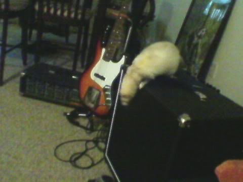 ferretbass.jpg