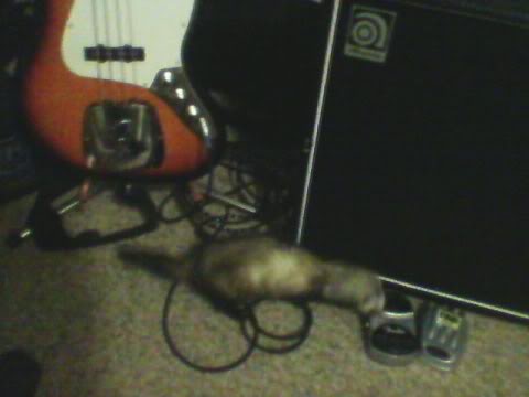 ferretbass2.jpg