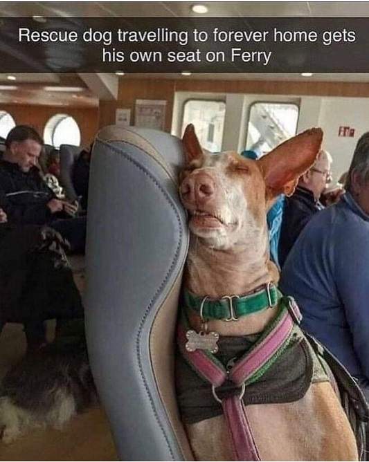 ferry dog.jpg