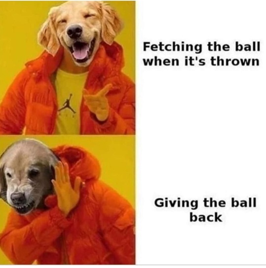 fetch dog.jpg