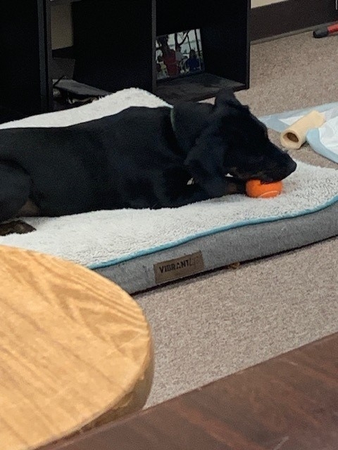 fetch.jpg
