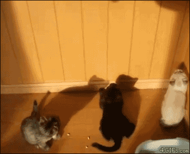 FF9FF2AA-8222-474F-A5EC-A703363AD97A.gif