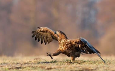ffeb11eagle.jpg