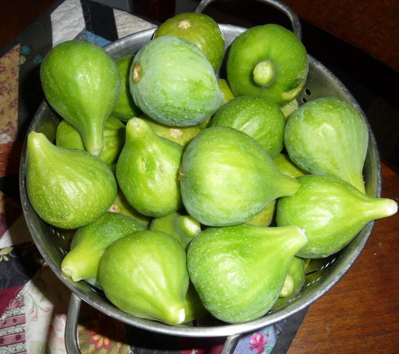 Figs_2018.JPG