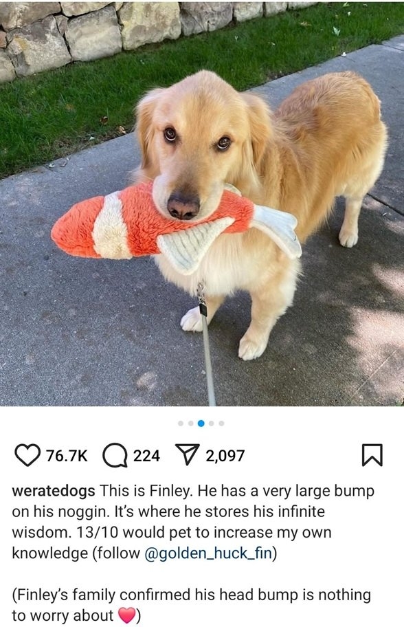 finley dog.jpg