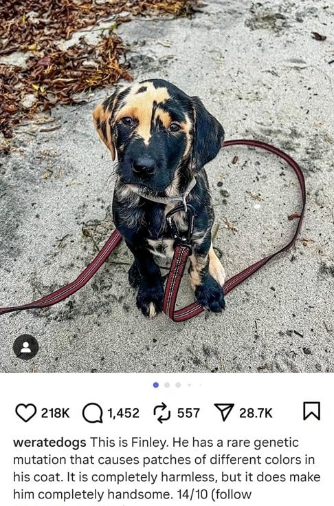 finley dog.jpg