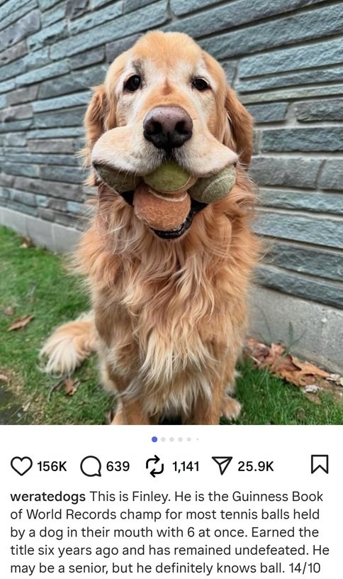 finley dog.jpg