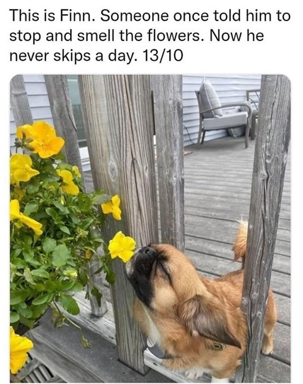 Finn dog.jpg