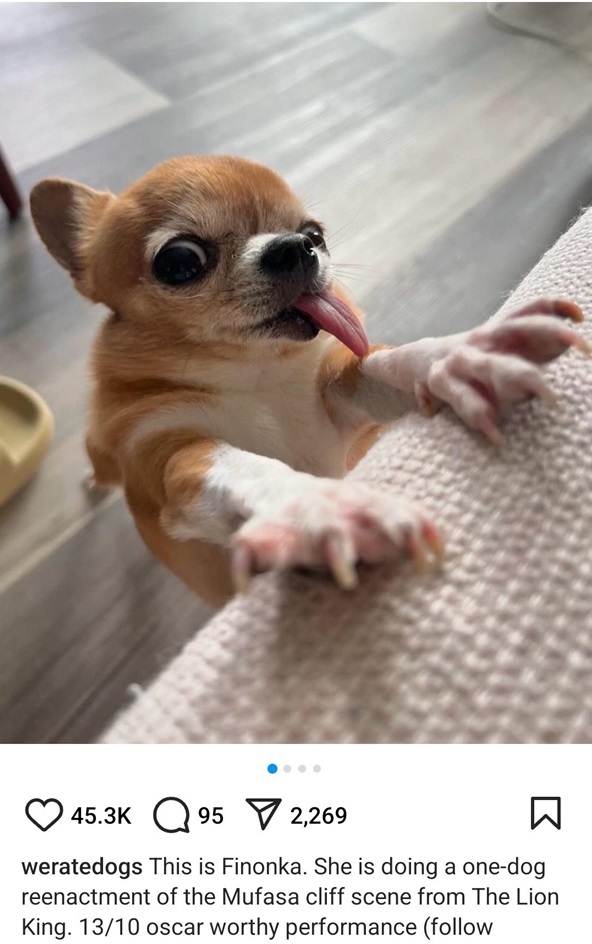 Finonka dog.jpg