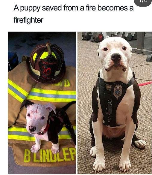 fire dog.jpg