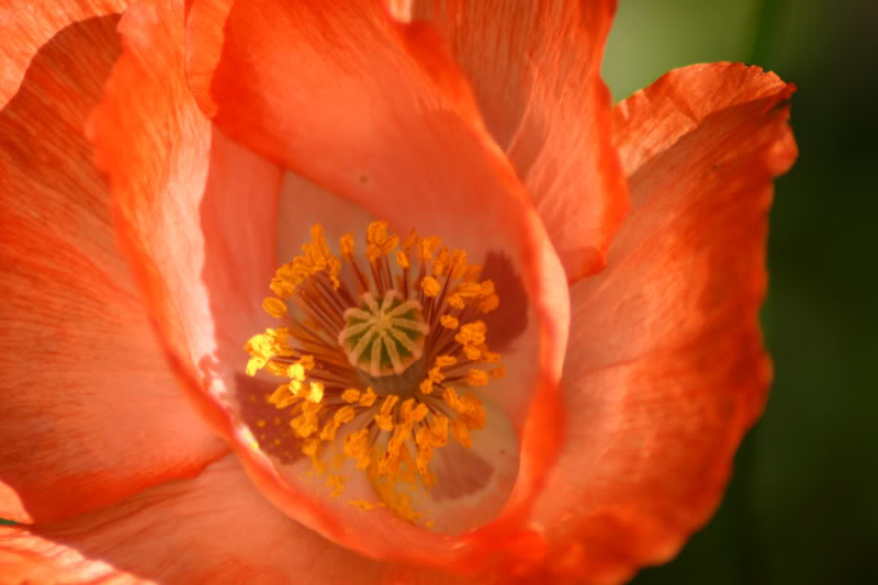 fireflower.jpg
