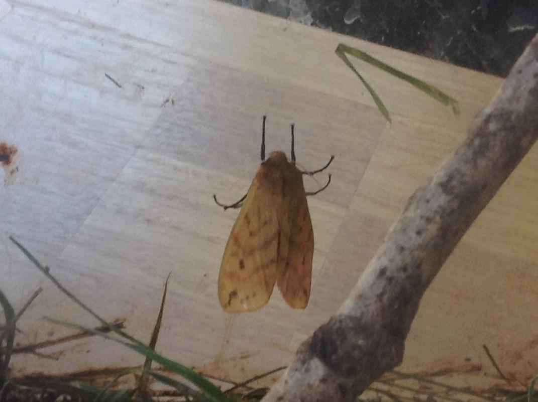 First_Tiger_Moth_Out.jpg